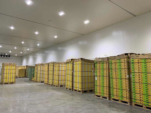 上海建造2000㎡大型农产品果蔬保鲜冷藏库安装设计过程